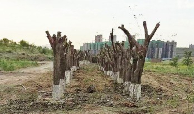 涔岄瞾鏈ㄩ綈鍩庡寳妗戞爲,涔岄瞾鏈ㄩ綈鏂板競鍖洪檮杩戝摢閲屾湁妗戞爲