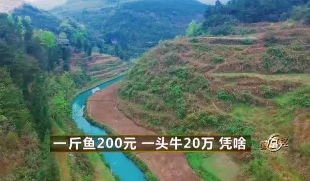 一斤鱼卖500元视频,一斤鱼卖十块五万斤多少钱