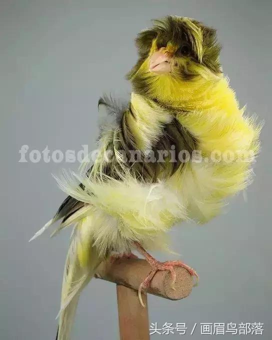 芙蓉鸟金丝鸟的饲养与繁殖,芙蓉鸟金丝雀要怎么上手才行