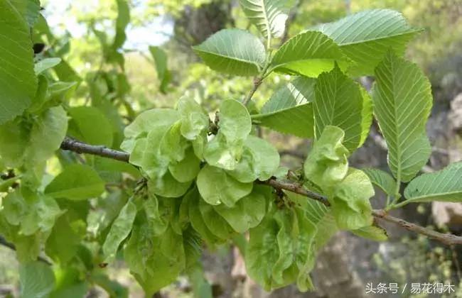 小叶榆和榉树怎样鉴别,小叶榔榆和花皮榆有什么区别