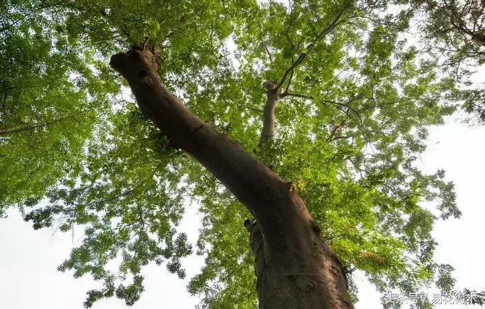 怎么区分榆树和榉树,怎么分辨榆叶梅和碧桃