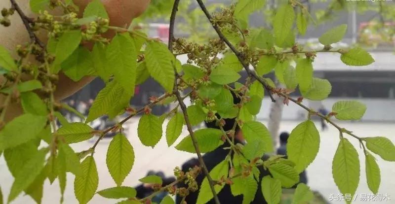 怎么区分榆树和榉树,怎么分辨榆叶梅和碧桃