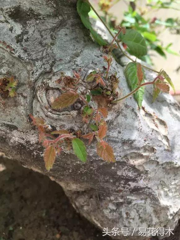 怎么区分榆树和榉树,怎么分辨榆叶梅和碧桃