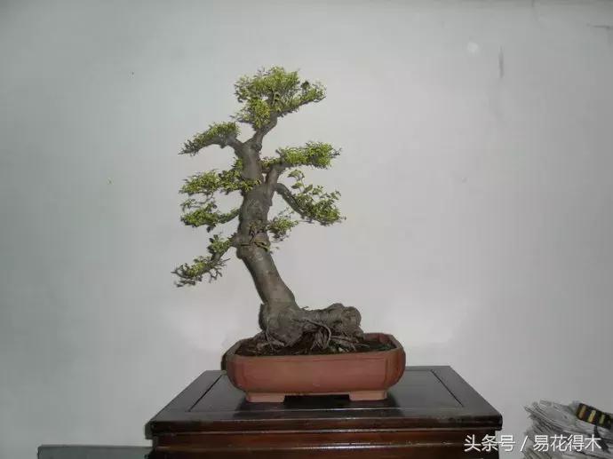 小叶榆和榉树怎样鉴别,小叶榔榆和花皮榆有什么区别