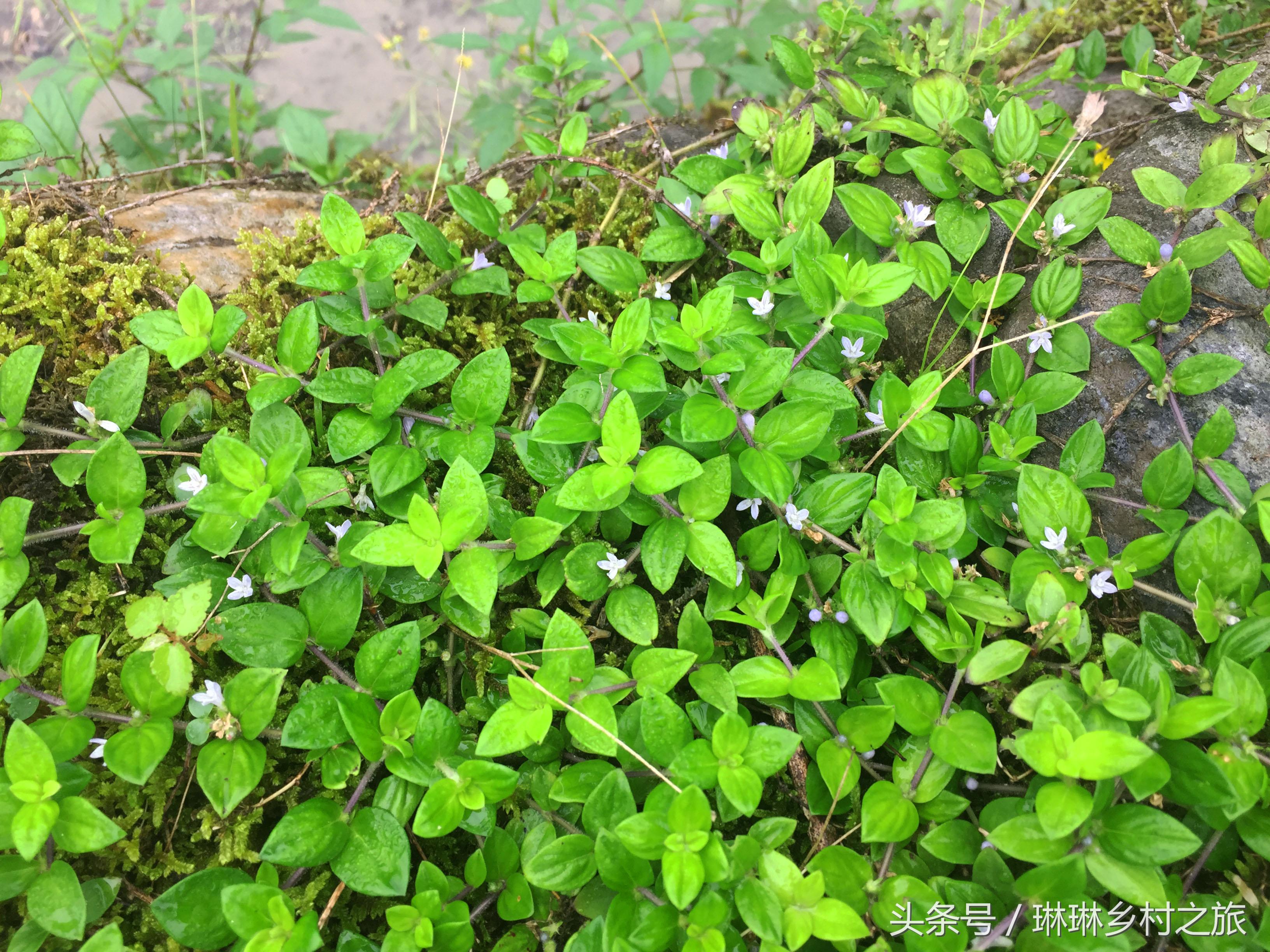 农村一种珍贵野草,农村常见的这种野草竟然这么值钱