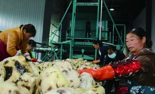 京东打造魔芋“网红”:贫困户不但要“多挣钱”更要“会挣钱”