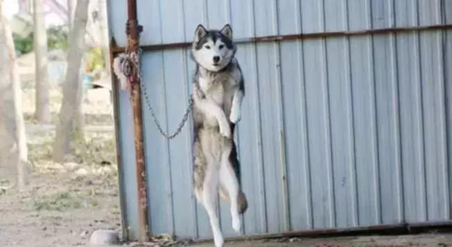 哈士奇被主人绑门口，以为是用来看门，没想到是因为二哈要上天！