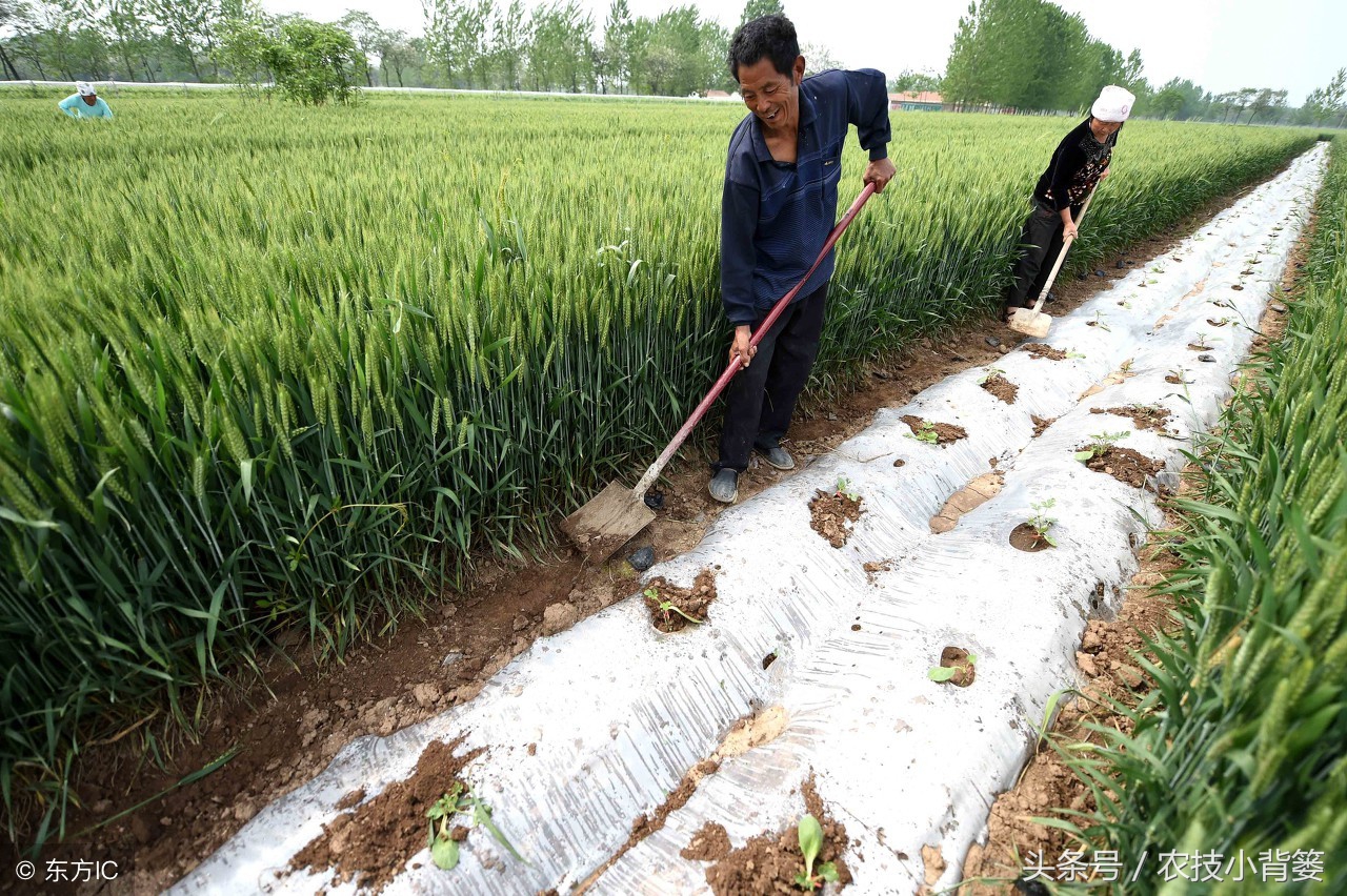 农作物重茬种植怎样高产抗病害,豆角重茬病虫害防治方法