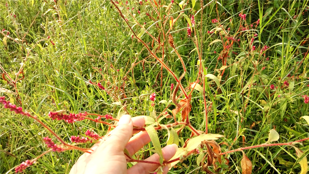 农村开红花像狗尾巴的草，把它制成酒曲卖50元一斤，你认识吗？