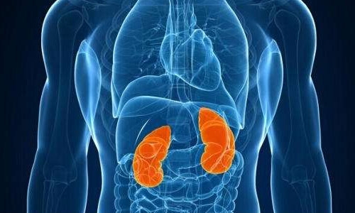 只有一个肾对身体影响大吗,只剩一个肾脏有什么影响