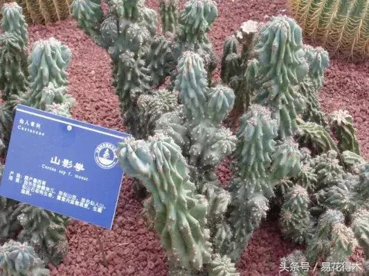 多肉植物仙人掌怎样养得粗壮,山影拳仙人山图片