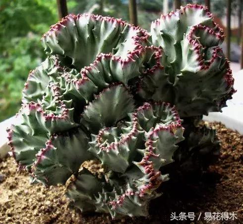 多肉植物仙人掌怎样养得粗壮,山影拳仙人山图片