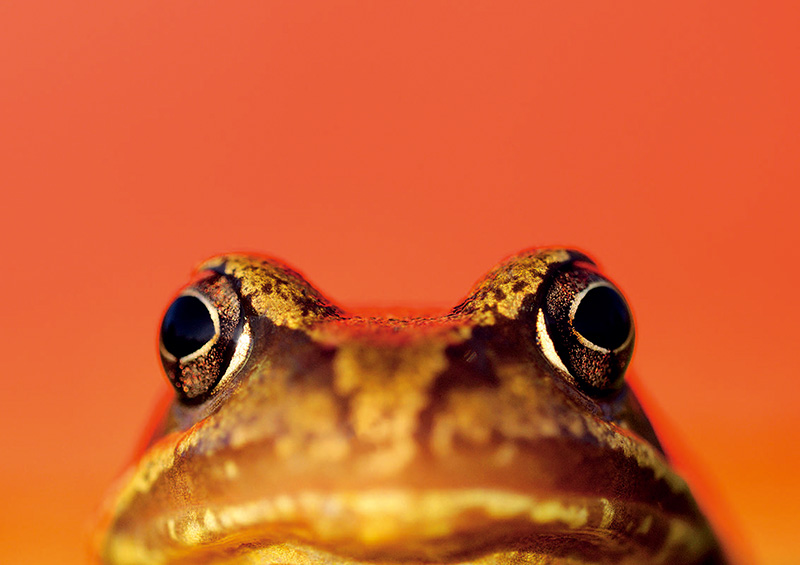 RossHoddinott：我不怕落俗套