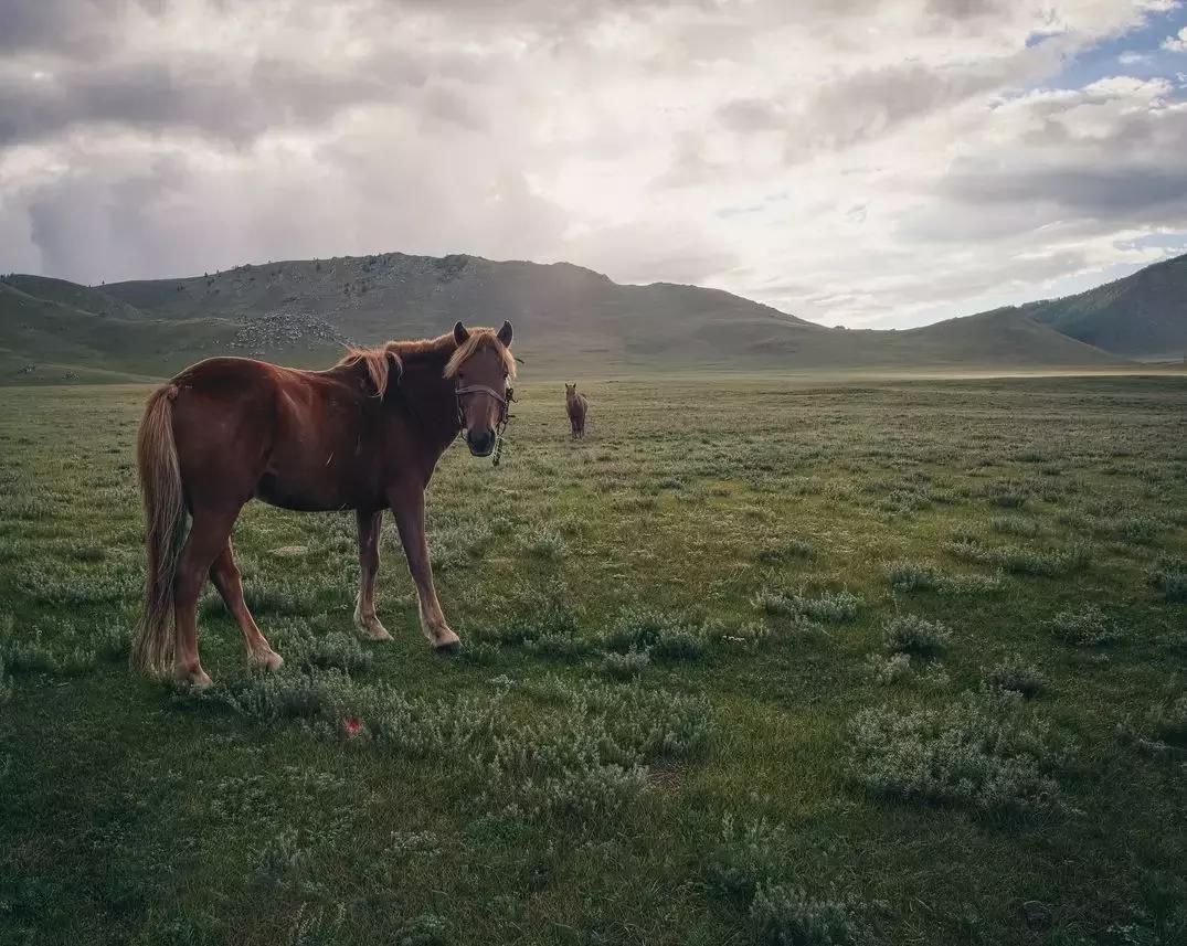 你是骏马，你是自由