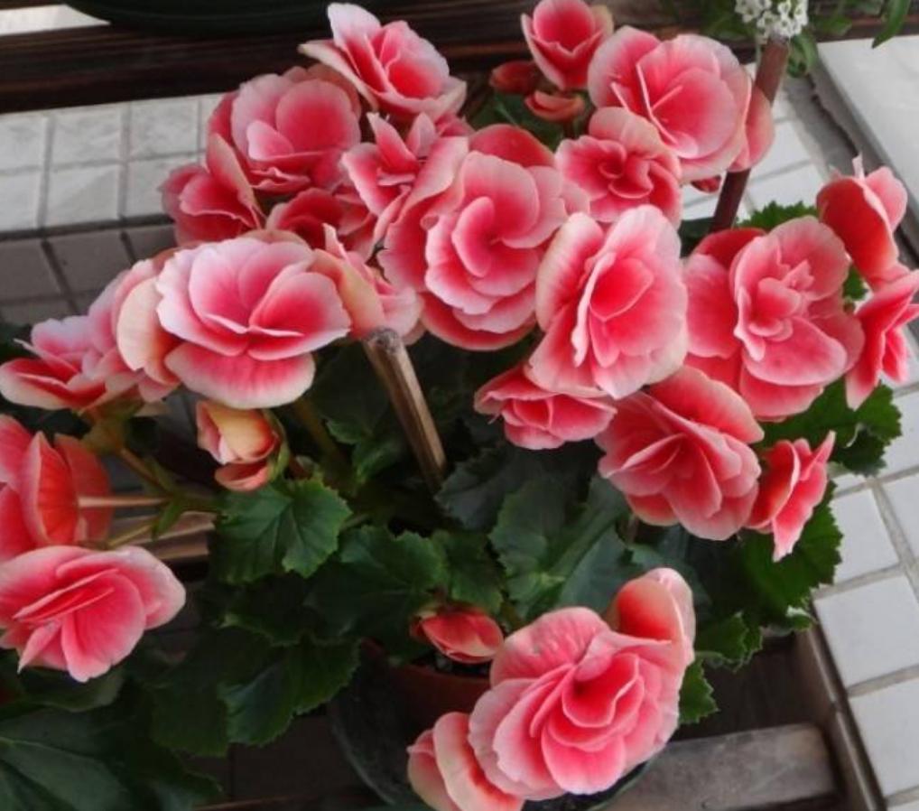 高温天气室外花草适合多浇水吗,高温天气花枯了能浇水吗