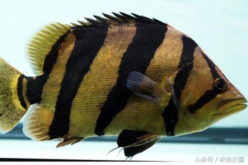 虎鱼一般都会得什么病,虎鱼常见的疾病有哪些