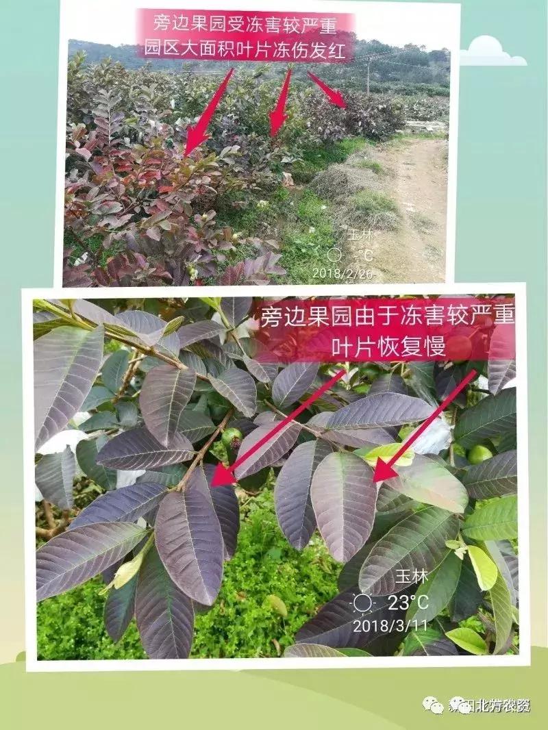 种植番石榴能赚到钱吗,种植番石榴一亩挣多少钱