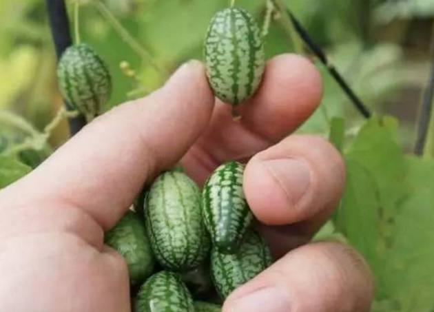 吃泰国的小榴莲,正宗泰国榴莲味香蕉