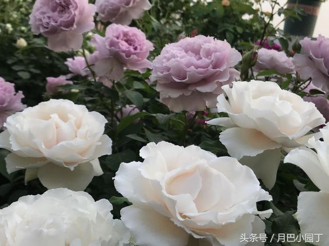 刚买来月季盲枝特别多怎么办,月季盲枝的原因及解决方法