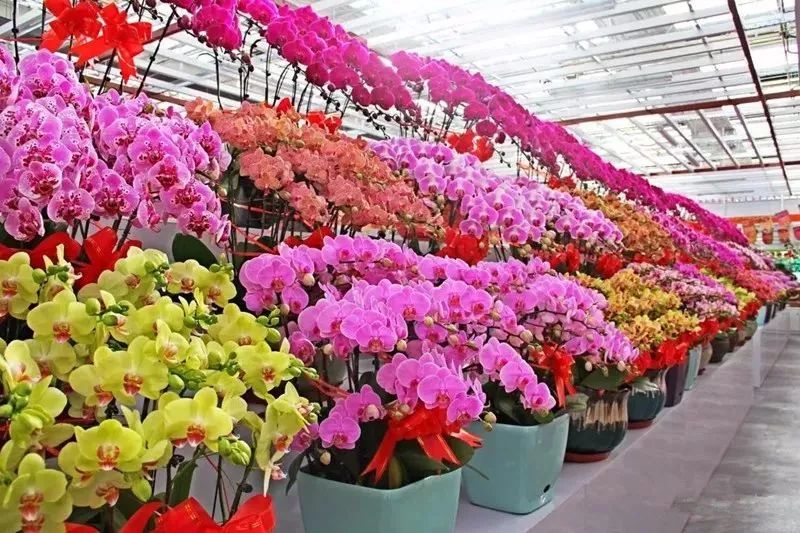 花乡哪天开始无新增,花乡卖不掉的二手车怎么处理