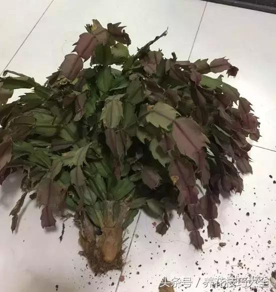 蟹爪兰长得好好的就断了怎么回事,蟹爪兰花谢了怎么处理才能复花