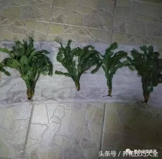 蟹爪兰长得好好的就断了怎么回事,蟹爪兰花谢了怎么处理才能复花