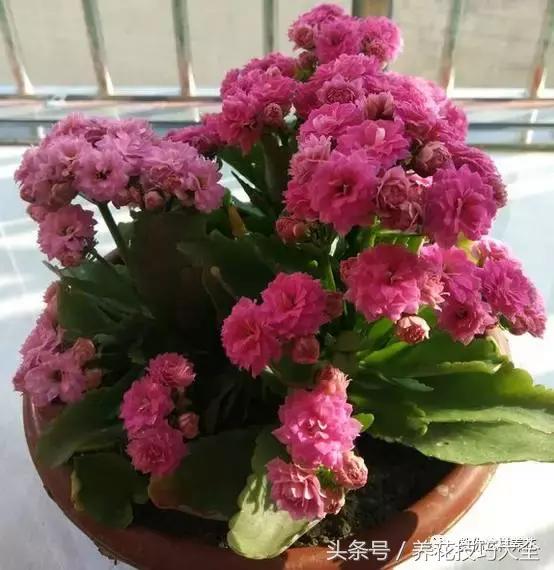 蟹爪兰长得好好的就断了怎么回事,蟹爪兰花谢了怎么处理才能复花