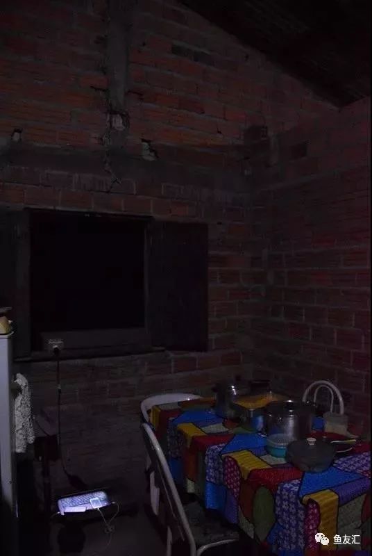 特隆贝塔如何饲养,特隆贝塔半皇与红彩区别