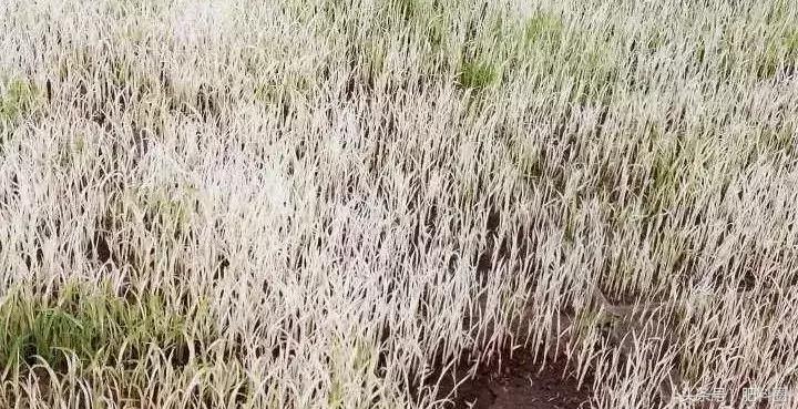 水稻白苗怎么回事,水稻白穗发生原因及防治方法