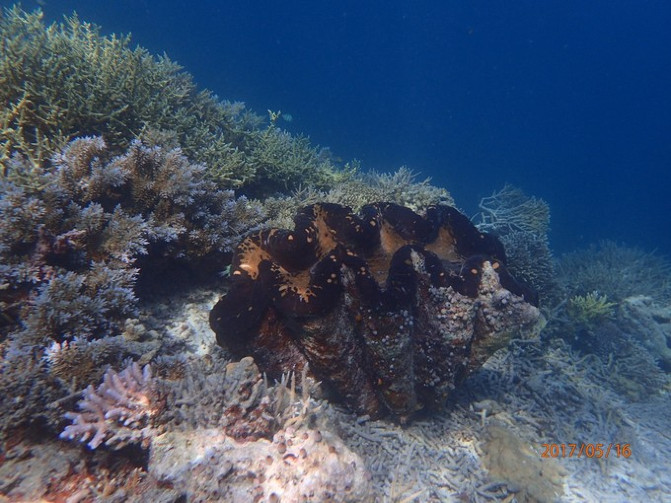 帕劳海底之旅,帕劳的海底