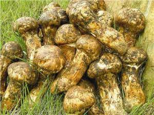 开伞的松茸菌,松茸菇会产生孢子菌吗
