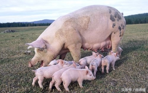 怀孕母猪后期饲养管理,后备小母猪怎样饲养和管理