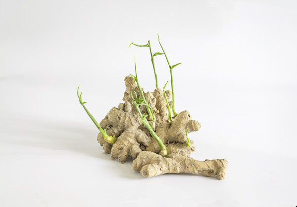 冬季室内可以种生姜吗,家里阳台种生姜的方法