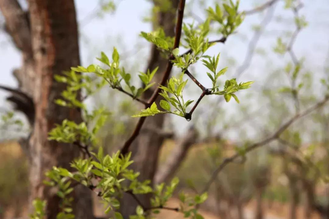 一日不见如隔三秋下一句什么,一日不见如隔三秋用古诗怎么说
