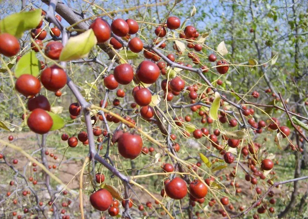 一日不见如隔三秋下一句什么,一日不见如隔三秋用古诗怎么说