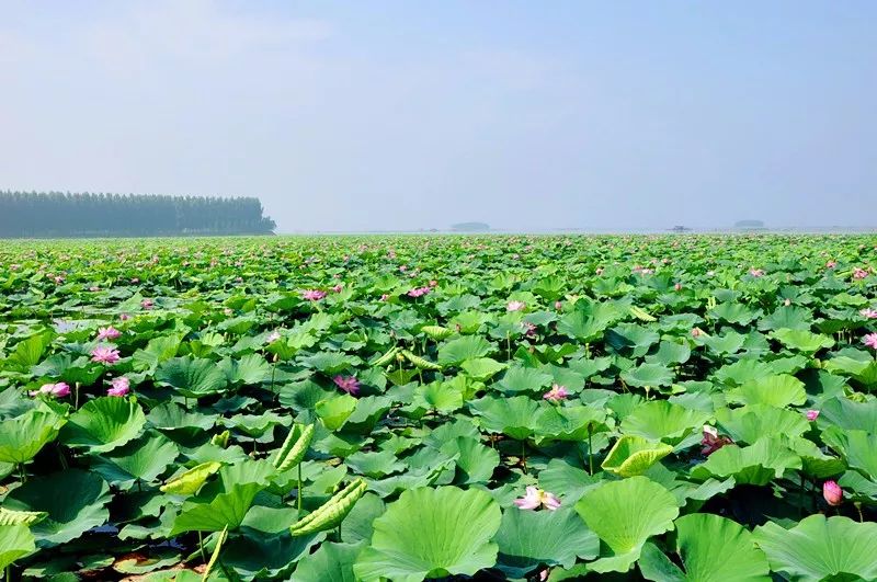 撒欢儿玩去！端午遇上父亲节，邀你乐游枣庄