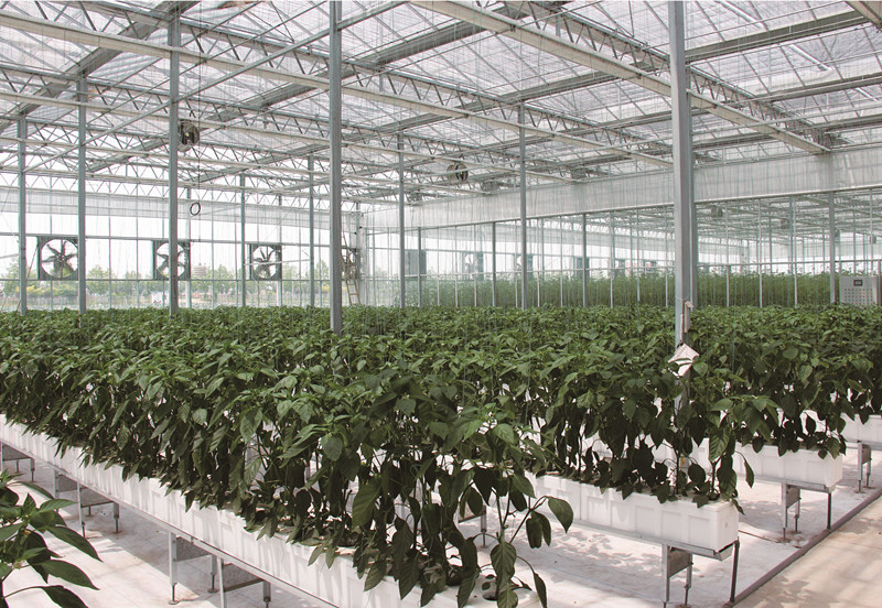 温室蔬菜大棚建设注意事项,温室大棚和普通大棚有什么不一样