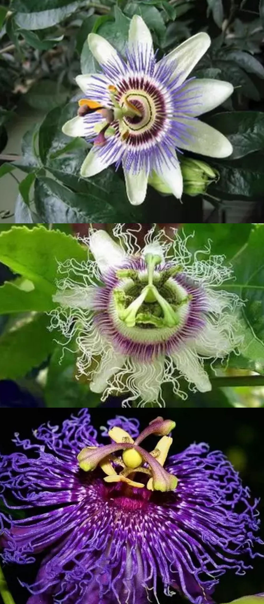 一辈子看不到的奇花异草太美了,惊艳的奇花异草