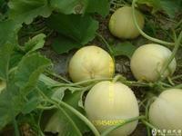 香瓜甜瓜哈密瓜,香瓜甜瓜