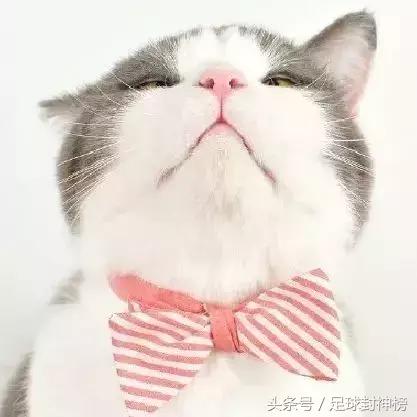 世界杯男人看球技女人看颜值,男人与女人眼里的世界杯