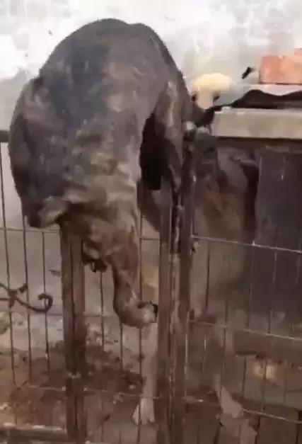 为约会情人，狗狗翻墙而入，不想命根子被卡住，这以后还能约会吗