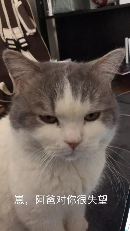 不养猫不爱狗,不养猫不养狗还可以养什么宠物