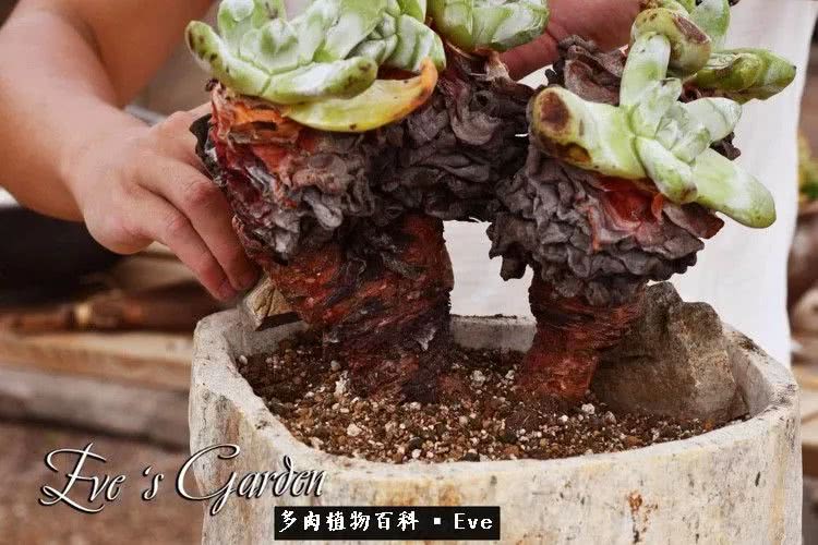 仙女杯多肉植物,拇指仙女杯也叫帕奇飞图吗