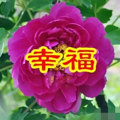 今日父亲节，6朵吉祥的花送给天下所有的父亲，愿你们健康幸福