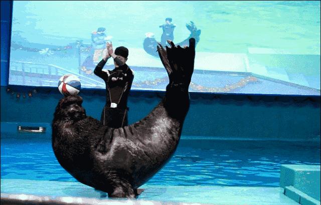 海底足球大赛,青岛海底世界杯