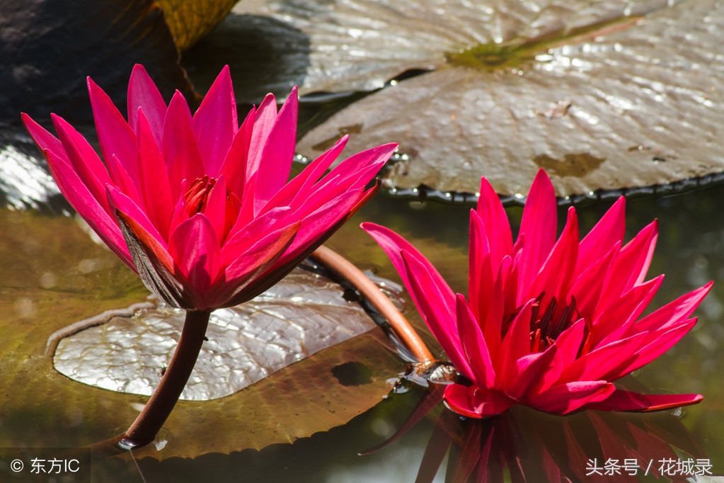 只知道母亲要送花而不知道父亲节也可以送花，快看看适合送的花吧