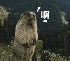 冰岛门将导演梅西,梅西冰岛罚点球