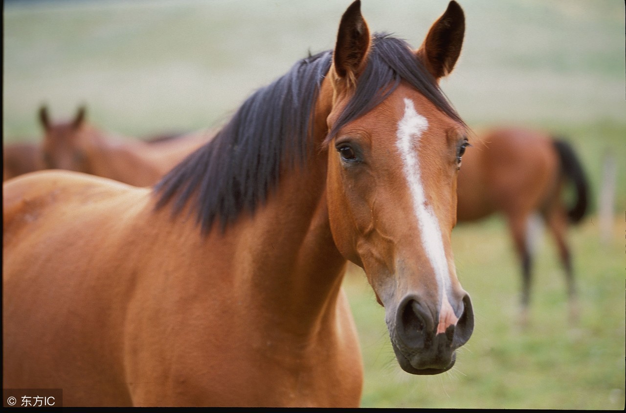 端午节出生的生肖马,端午后生肖马运势如何看