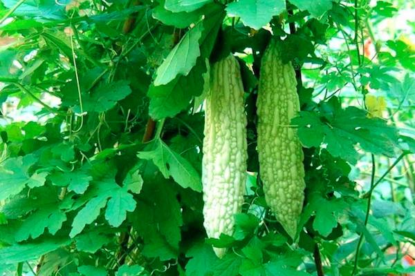 治热疙瘩,治土疙瘩用什么药