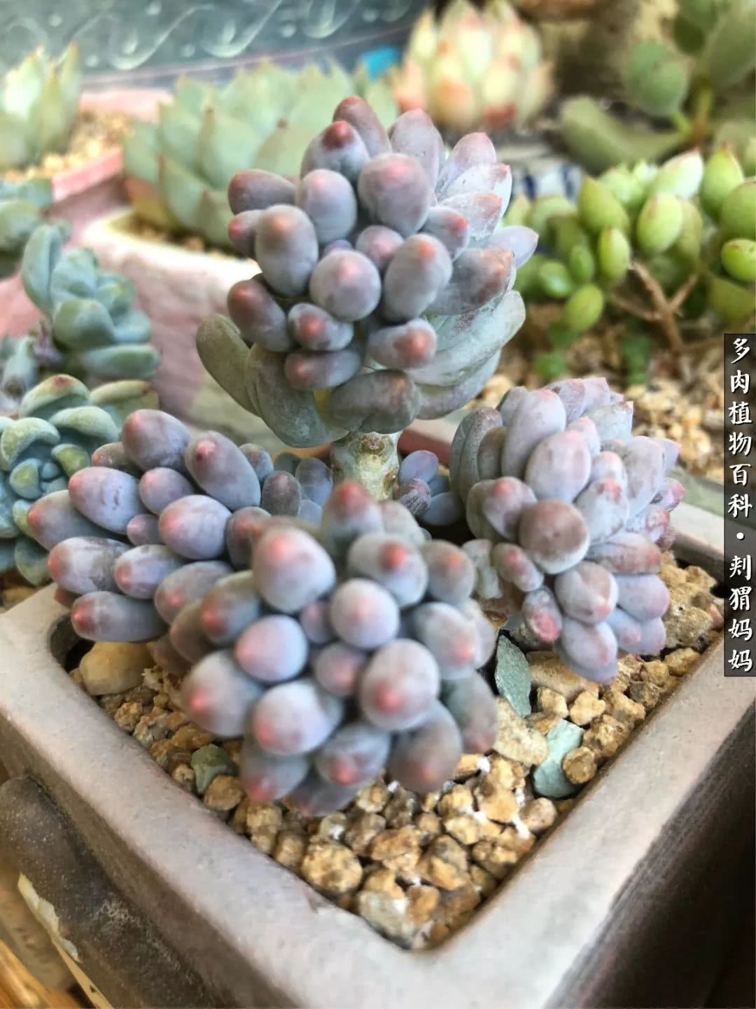 多肉如何度夏的方法,多肉夏天如何度夏